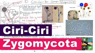 Ciri Ciri Zygomycota Serta Contoh dan Peranan Jamur Zygomycota  Kingdom Fungi Biologi Kelas 10 [upl. by Aiem]