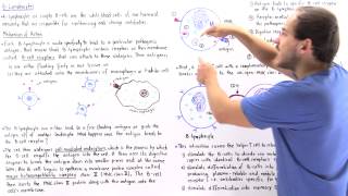 Mechanism of BLymphocytes [upl. by Tayyebeb166]