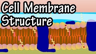 The Fluid Mosaic Model of the Cell Membrane [upl. by Nemraciram]