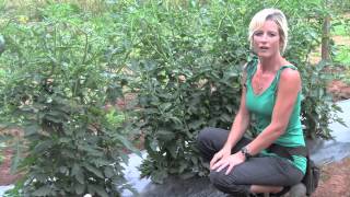 Pruning and Staking Tomatoes  Perfect Techniques [upl. by Guillemette]