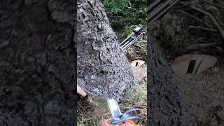 Fichte Zufällen husqvarna 572 chainsaw tree timber forest forestry [upl. by Sallee]