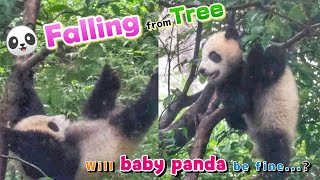 Baby Panda Falling from Tall Tree [upl. by Eiramik589]