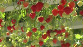 Vershuyscom Versflits De lekkerste en zoetste aardbeien uit Belfeld van Marcel Dings Brookberries [upl. by Annor]