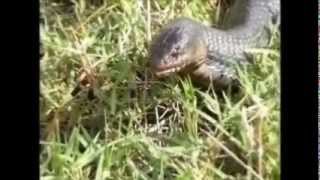 Rattlesnake eaten by Blue Indigowmv [upl. by Marcelle410]