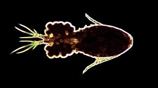 Zooplankton and Phytoplankton Slideshow [upl. by Babara]