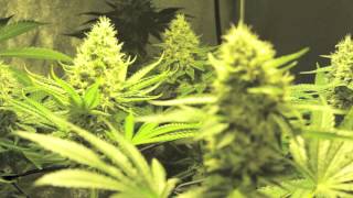 Dinafem feminized and autoflowering cannabis seeds [upl. by Andriana]