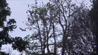 Giant Flying Foxes starting into the night at Lake Maninjau Sumatra Indonesia [upl. by Maleeny]