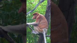 Long nosed proboscis monkey nasalis larvatus monkey proboscis cute nature wildlife HA91117 [upl. by Ahterahs]