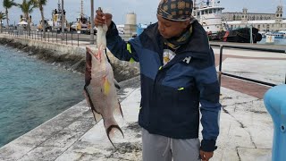 HOGFISH QUEST Episode 1  catching crabs in preparation to land a hogfish in Bermuda [upl. by Yelbmik]