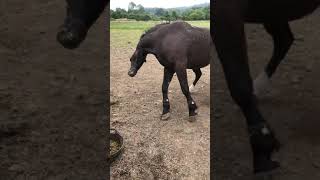 Case Study  Now Treated Horse Seizure  Equine Epilepsy  Neurological Episodes  Convulsions  UK [upl. by Alyek]