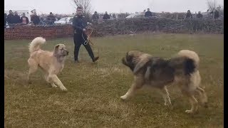 ILLYRIAN SHEPHERD VS ALABAI  sarplaninac vs alabay  qen sharri vs aziat [upl. by Gwendolin668]