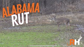 Alabama Rut  Missed Opportunity  Hunting Camp [upl. by Nylrem264]