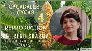 Cycadales  CYCAS Part  4  Dr Renu Sharma [upl. by Sirtimid240]