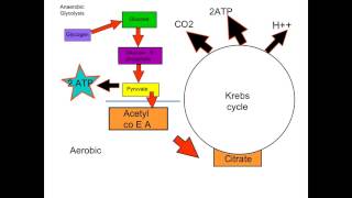 A2 Energy Pathways [upl. by Haden537]