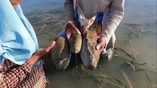 Berburu teripang pasir di air dangkal Holothuria scabra  Bameti [upl. by Steep]