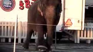 Ringling Bros Circus Deprives Elephants of Life [upl. by Clareta]