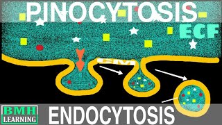 Pinocytosis  Endocytosis Part2 [upl. by Arrek604]