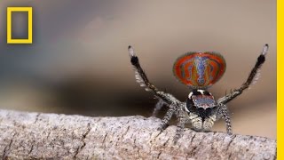 Amazing Peacock Spiders Perform a Fascinating Love Dance  National Geographic [upl. by Eiraminot]