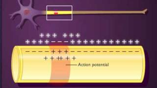 Action potential propagation in an unmyelinated axon [upl. by Nollahs845]