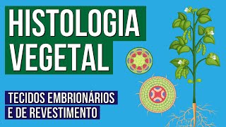 HISTOLOGIA VEGETAL tecidos embrionários e de revestimento  Biologia para o Enem  Cláudia Aguiar [upl. by Harrington]