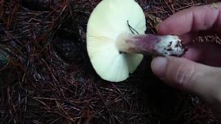 Finding Mushrooms in Forest 🍄 [upl. by Narruc]