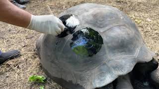 How to repair Damaged tortoise shells [upl. by Leno]