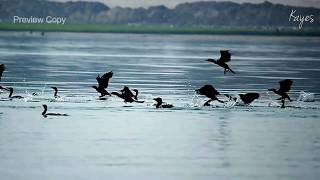 GREAT CORMORANT FLYING [upl. by Nnil788]