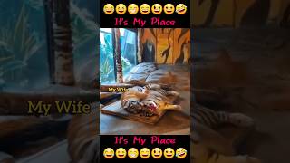 Its My Place 🐯 tigers funnyvideos shorts [upl. by Viafore]