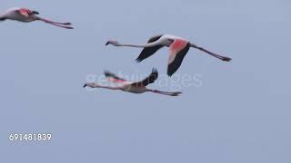 Greater Flamingos Flying  Full Footage [upl. by Ettelocin]