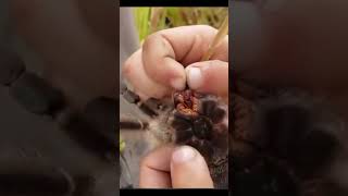 Niño Agarra una Tarantula como si Nada shortvideo shorts short shortsvideo [upl. by Cynarra]