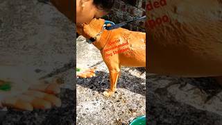 Doctor recommended shampoo for MrTian Baidya🫣🌝 dog doglover bathingroutine cutedog lebursarbat [upl. by Lehctim]