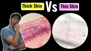 Thick Skin Vs Thin Skin  Anatomy Histology  1st Year MBBS IOM TU [upl. by Ardni]