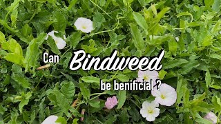 All About Bindweed and how Im getting rid of it [upl. by Eberhart]