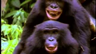 The New Chimpanzees [upl. by Aharon]