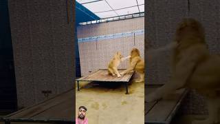 Top video ❤️❤️ lion loins animals lionslover zoo lioncubs dog youtube [upl. by Let234]