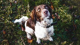 Sprocker Spaniel  My Next Dog [upl. by Eldwun691]