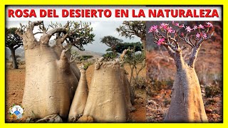 IMPRESIONANTES ROSAS DEL DESIERTO CRECIENDO LIBRES EN LA NATURALEZA Adenium obesum  Gio de la Rosa [upl. by Freda]