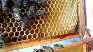 A look inside a Bee hive  2min 36sec  Bees Honey Bee Honeybee Hive Honey Pollen Nectar [upl. by Atteuqnas]