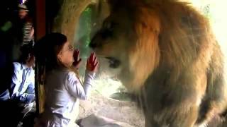 lion tries to attack liitle girl behind glass [upl. by Nykal50]