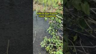 Ribuan Ikan Kating Pada Ngambang mancing petualang fishing berpetualang ikan petualangan [upl. by Wilbert855]