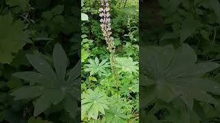 نبات اللوبين  lat Lupinus  Люпи́н [upl. by Arbed]