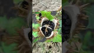 Dissection of Datura flowerbotany practicalsolanaceae family viral shorts ytshorts science [upl. by Tavie]