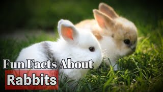 Fun Facts About Rabbits 🐰🐰🐰 [upl. by O'Kelly]