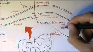 Human Metabolism Map VI  Fatty Acid Transporter [upl. by Fulvia]