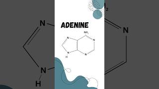 Adenine nitrogenousbase DNA RNA shorts chemistry education [upl. by Nyliret]