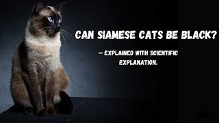 Can Siamese Cats Be Black – Unlocking The Secret The Black Siamese Cats Do They Really Exist [upl. by Suiluj834]