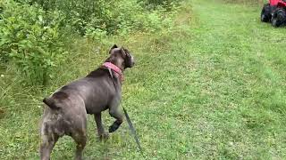 Cane Corso reaction to perceived threatAssertive not Aggressive dogwalk dogreaction canecorso [upl. by Hagep]