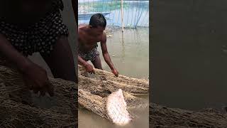 Amazing Net Fishing Video From River During Sunny Day fishing fish villagelife [upl. by Sheets295]