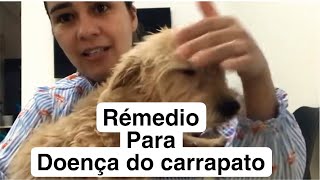 DISPLASIA COXOFEMORAL EM CÃES Veterinário explica como identificar e o que fazer para tratar [upl. by Gayler429]