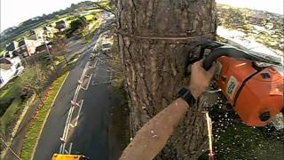 Tree surgery in Honiton [upl. by Sib329]